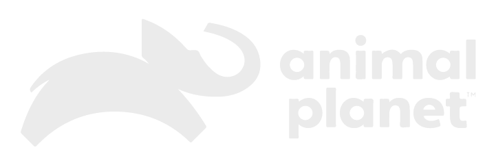 Animal Planet